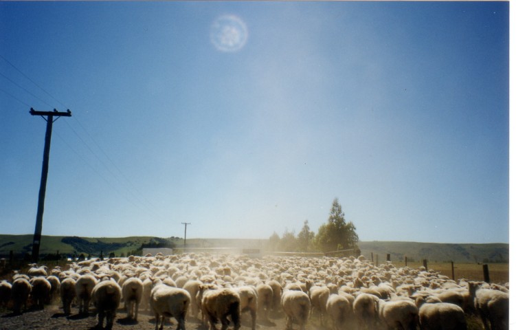 Waiting in the Car For Sheep In Road